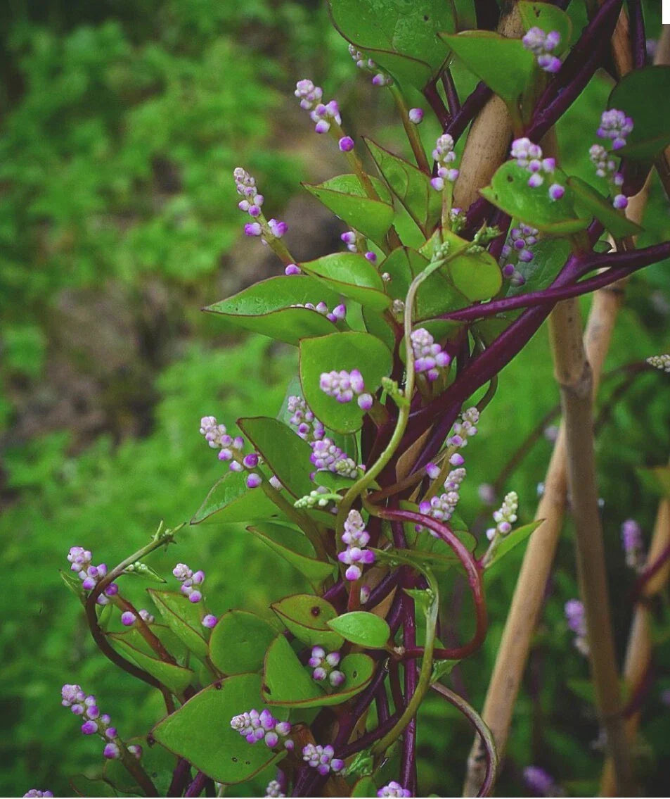 Red Malabar Spinach Seeds - 30 Organic Non-GMO Seeds - Basella rubra - Climbing Vine for Nutritious Home Gardening