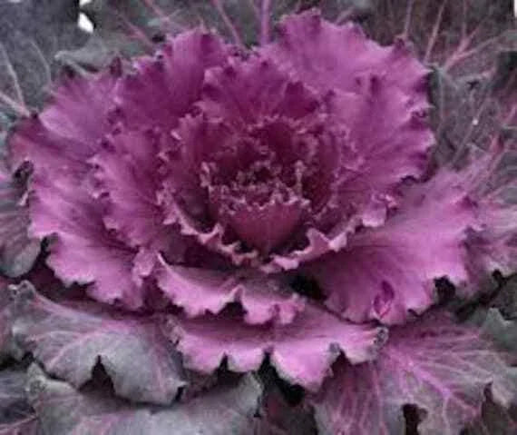 Ornamental Cabbage Seeds - 40 Pack - Osaka Red - Brassica oleracea - Vibrant Color for Fall Winter Gardens, Non-GMO