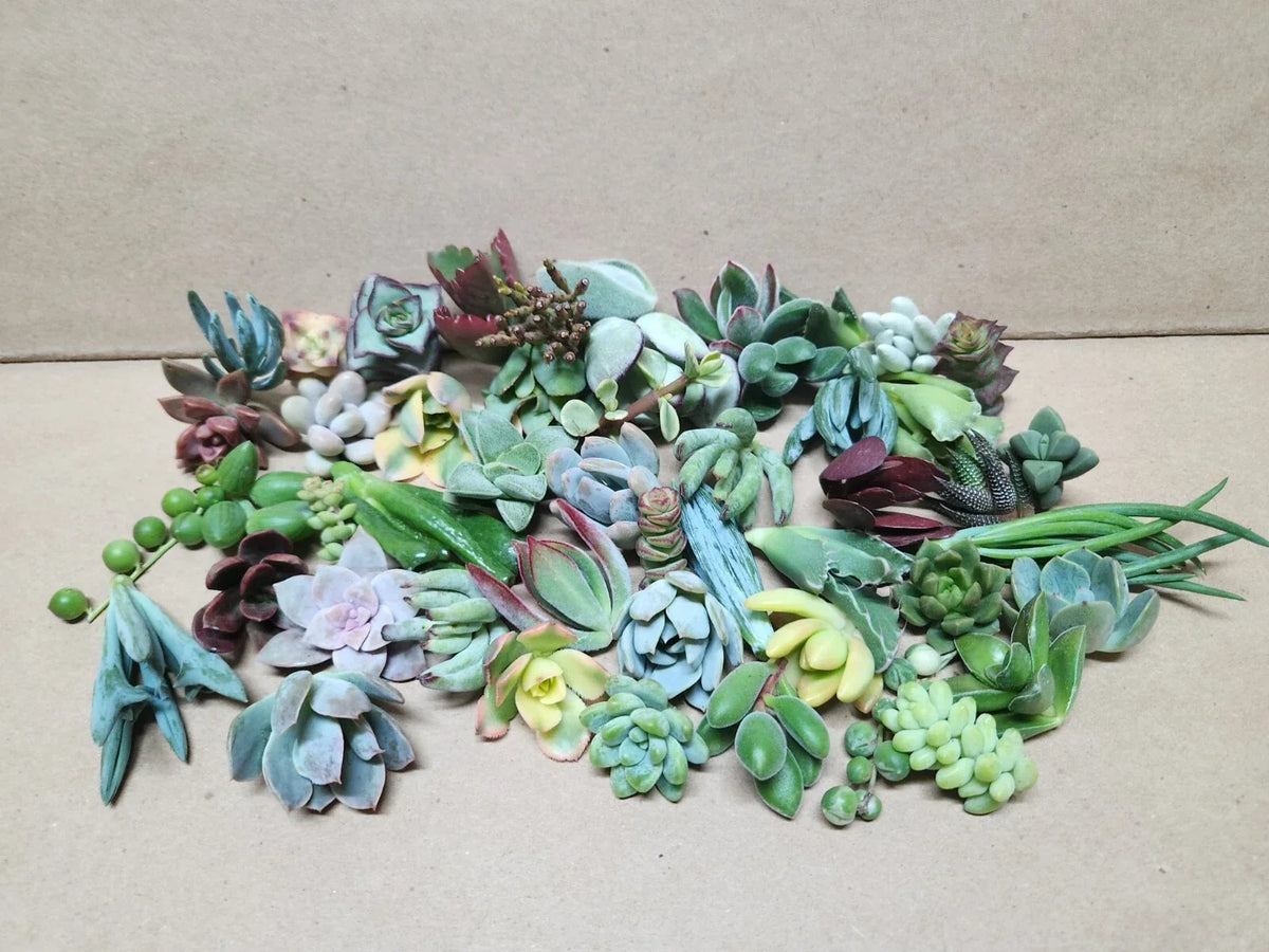 Assorted Succulent Cuttings Set - 25 Pieces, 50 Varieties - Perfect for Planting and Arranging - Various Scientific Names
