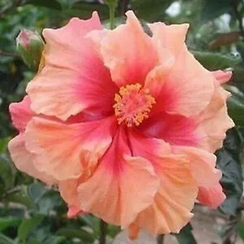 Double Pink Orange Hibiscus Seeds - 20 Perennial Flower Seeds - Hibiscus rosa-sinensis - Attracts Butterflies & Hummingbirds