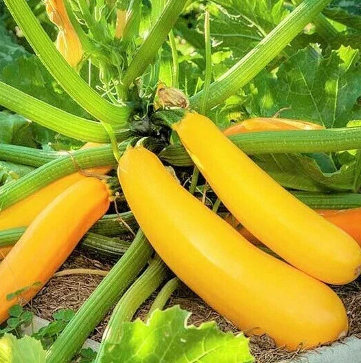 Golden Yellow Zucchini Seeds | 20 Pack | Summer Squash Courgette Kousa | Cucurbita pepo | Non-GMO Vegetable Seeds