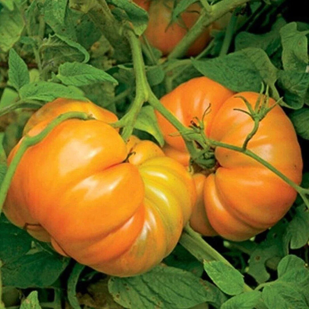 Kellogg's Breakfast Tomato Seeds 50 Ct Heirloom NON-GMO Solanum lycopersicum - Vibrant Orange Fruits for Home Gardening