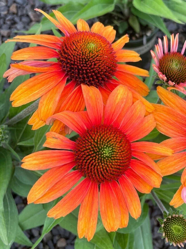 Sunburst Coneflower Seeds - 200+ Echinacea paradoxa - Yellow Orange Daisy Seeds for Garden Planting - USA