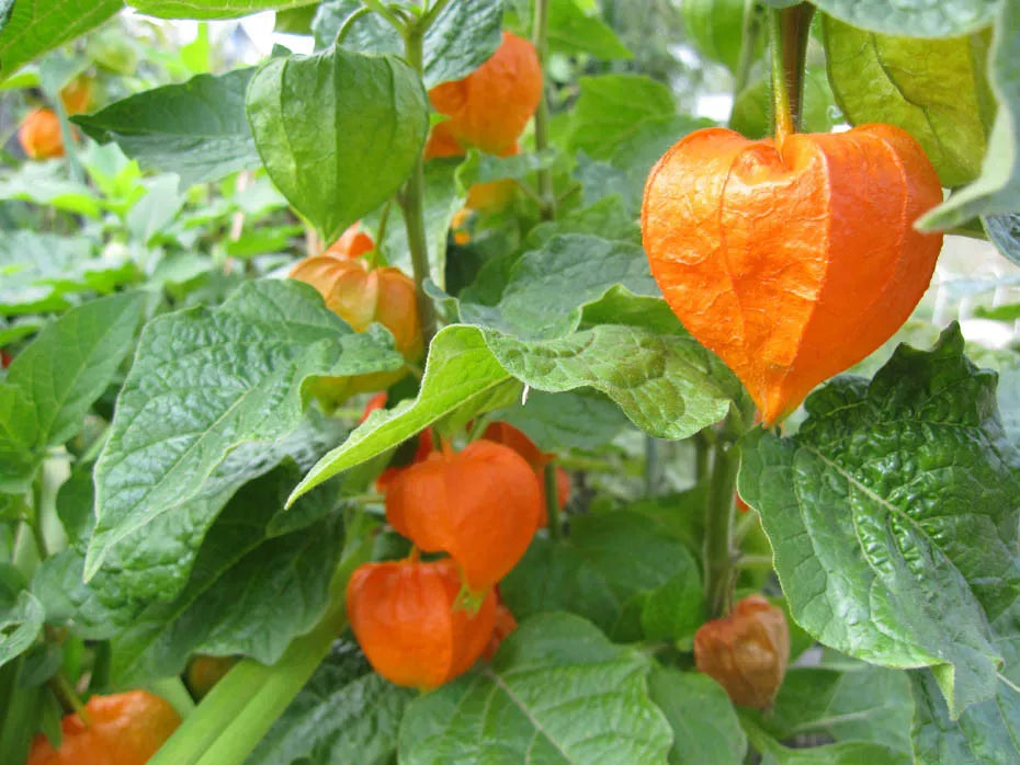 Chinese Lantern Seeds - 60 Count Red/Orange Flower Pods - Physalis alkekengi - Vibrant Garden Plants