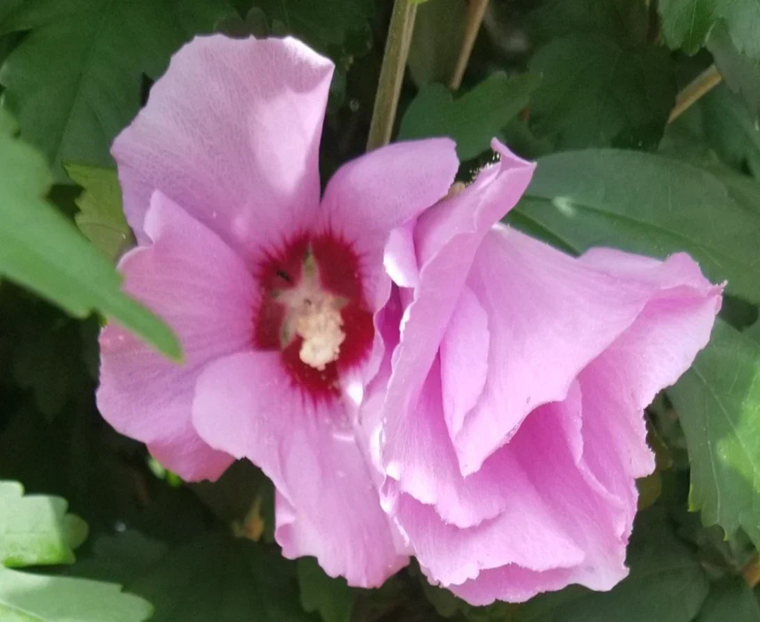 Pink Rose of Sharon Hibiscus Plant - Organic Live Rooted in Water - Hibiscus syriacus - Vibrant Pink Blooms for Garden