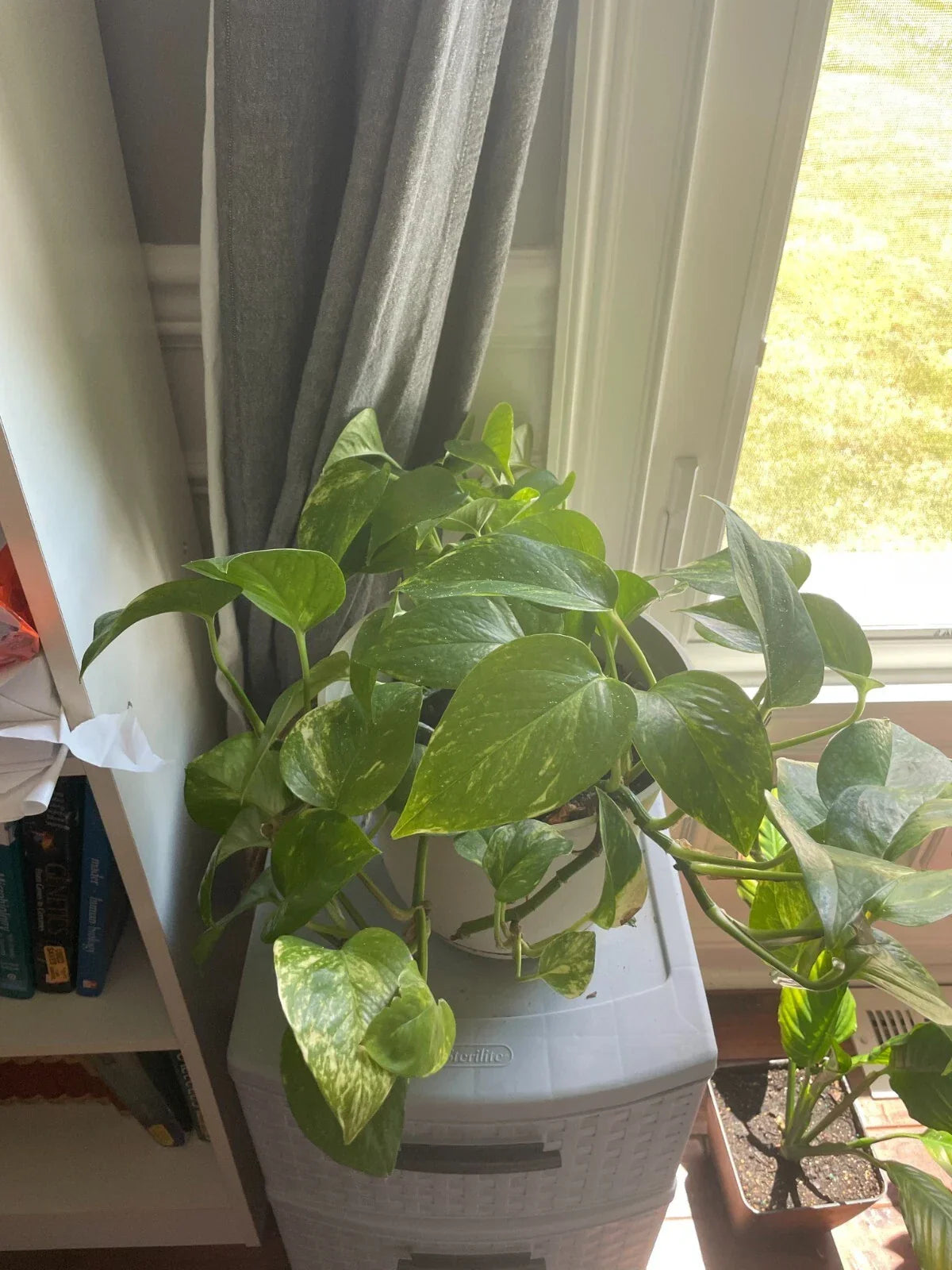 Bare Root Golden Pothos Plant - Easy Care Indoor Houseplant - Epipremnum aureum - Vibrant Green & Gold Variegated Foliage