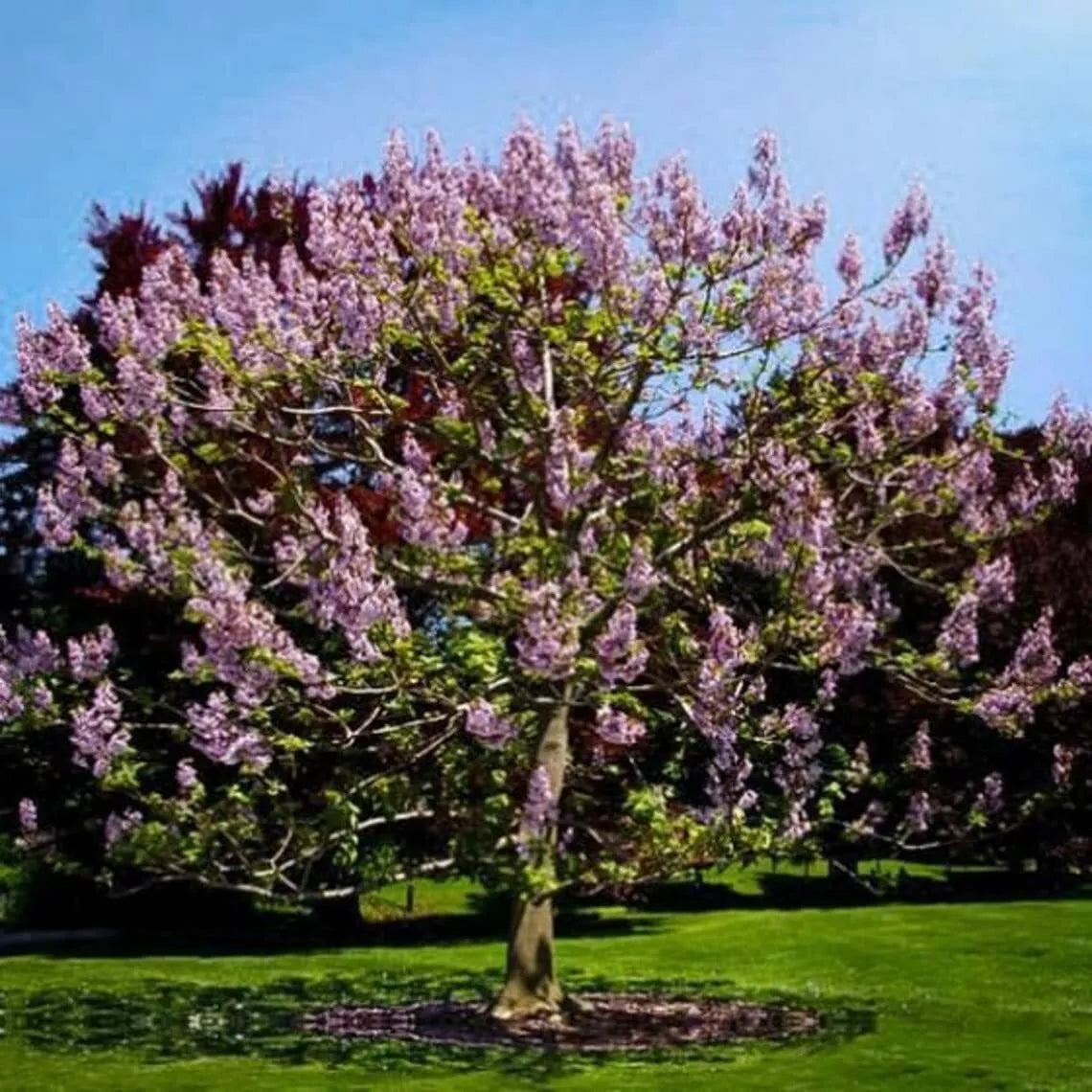 Royal Empress Tree Seeds - 50 Pack - Paulownia tomentosa - Fast-Growing Flowering Tree with Vibrant Purple Blooms