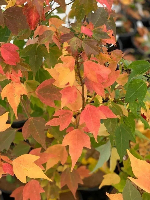 Trident Maple Tree 6-12" Deciduous Acer buergerianum in 4" Pot - Ideal for Small Gardens & Patios, Vibrant Fall Colors