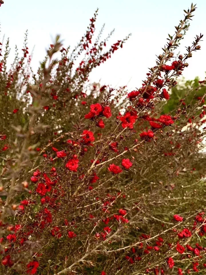 Broom Tea Tree Seeds 200 Count - Leptospermum Scoparium - Aromatic Shrub for Coastal Gardens - USA Growing Kit