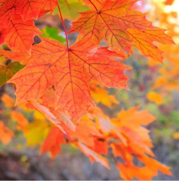Sugar Maple Seeds 20+ Pack Southern Variety Acer saccharum Non-GMO for Planting and Landscaping