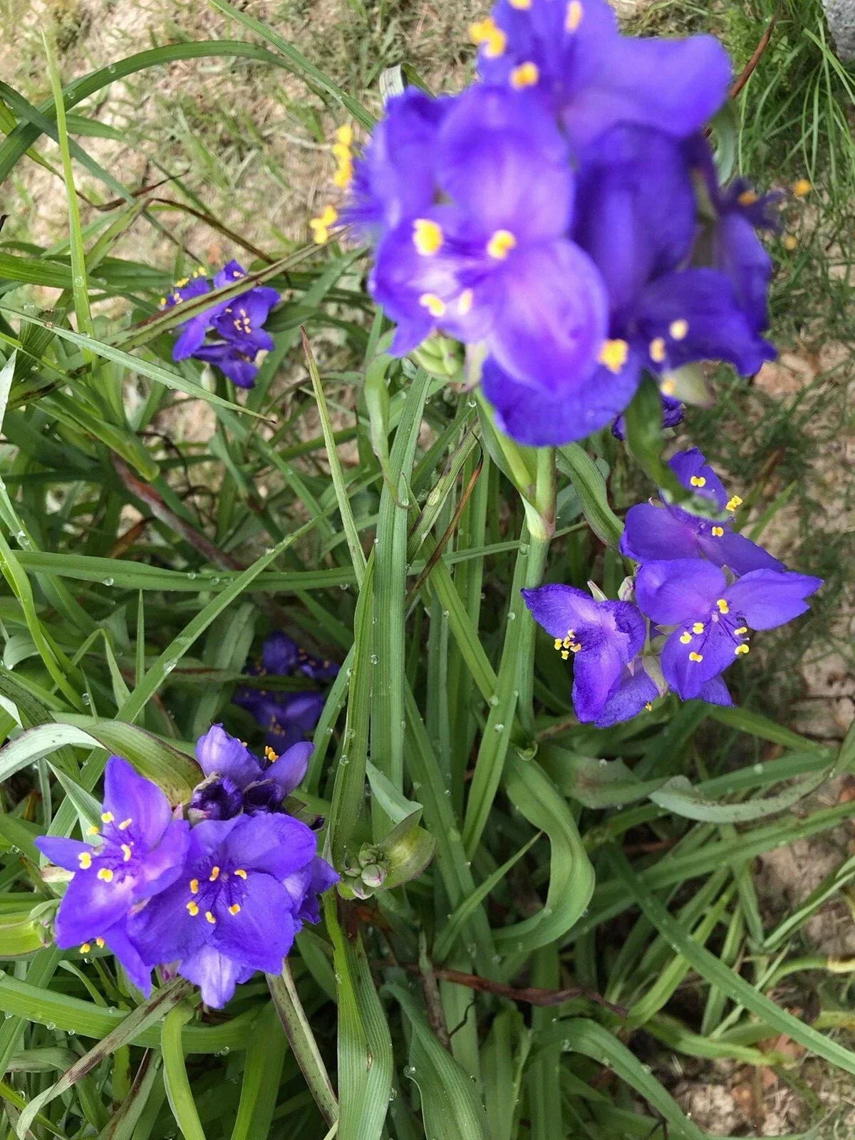 Spiderwort Plant Rhizome Bulbs - 25 Bare Root Perennials with Purple Flowers - Tradescantia for Garden Pollinator Attraction
