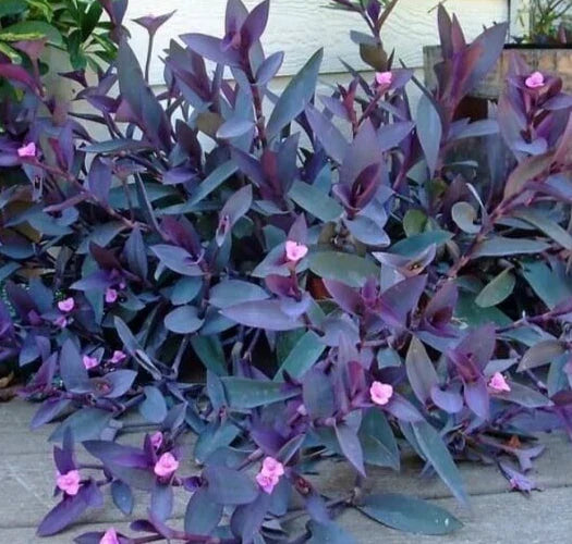 Purple Heart Wandering Jew Cuttings - 5 Pack, 6 Inches - Tradescantia Zebrina - Easy to Propagate Indoor/Outdoor Plants