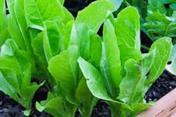 Heirloom Lettuce Seeds Collection - 6 Non-GMO Varieties for Home Garden - Lactuca sativa Seed Mix - Easy to Grow