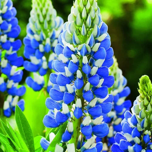 Texas Blue Lupin Seeds Packet of 100 - Lupinus texensis - Drought-Tolerant Wildflower Seeds for Pollinator Gardens