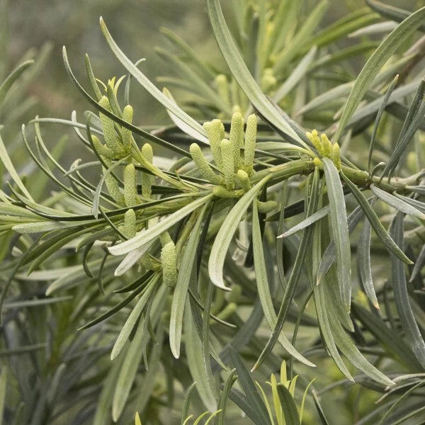 Live Starter Plant Set of 2 - Yew Plum Pine - Podocarpus macrophyllus - Evergreen Accent - Low Maintenance Garden Plants