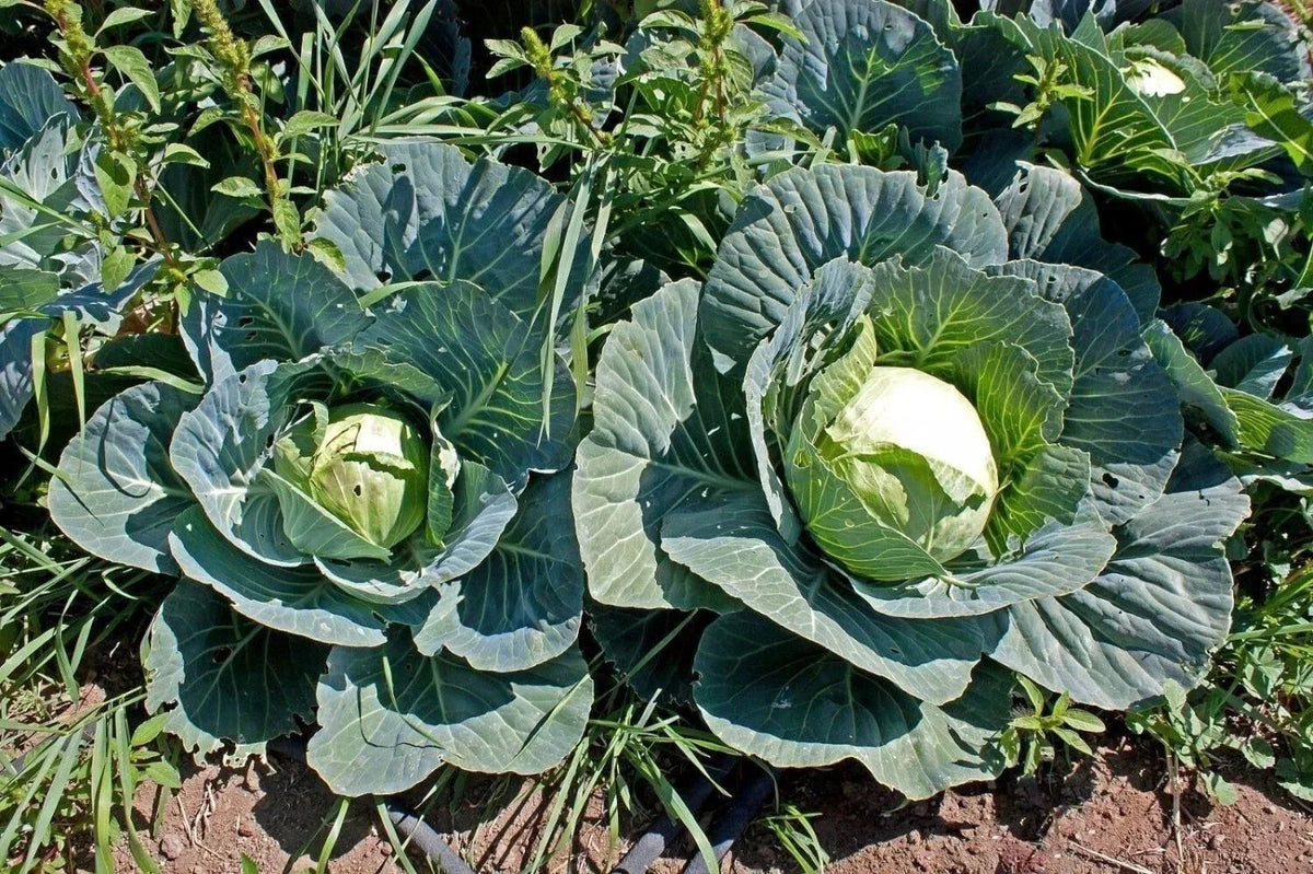 Cabbage Seeds Pack of 600+ Brunswick Heirloom Non-GMO Fresh Seeds Brassica oleracea for Home Gardening and Cooking