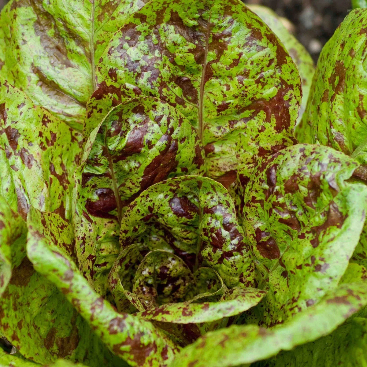 Freckles Romaine Lettuce Seeds - Red Speckled Variety - Lactuca sativa - 200 Seeds for 2025 Planting