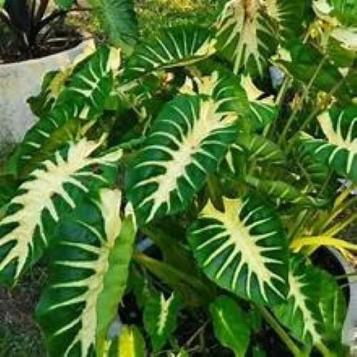Maui Sunrise Colocasia esculenta - Small Rooted Starter Plant - Royal Hawaiian Elephant Ear - Tropical Houseplant