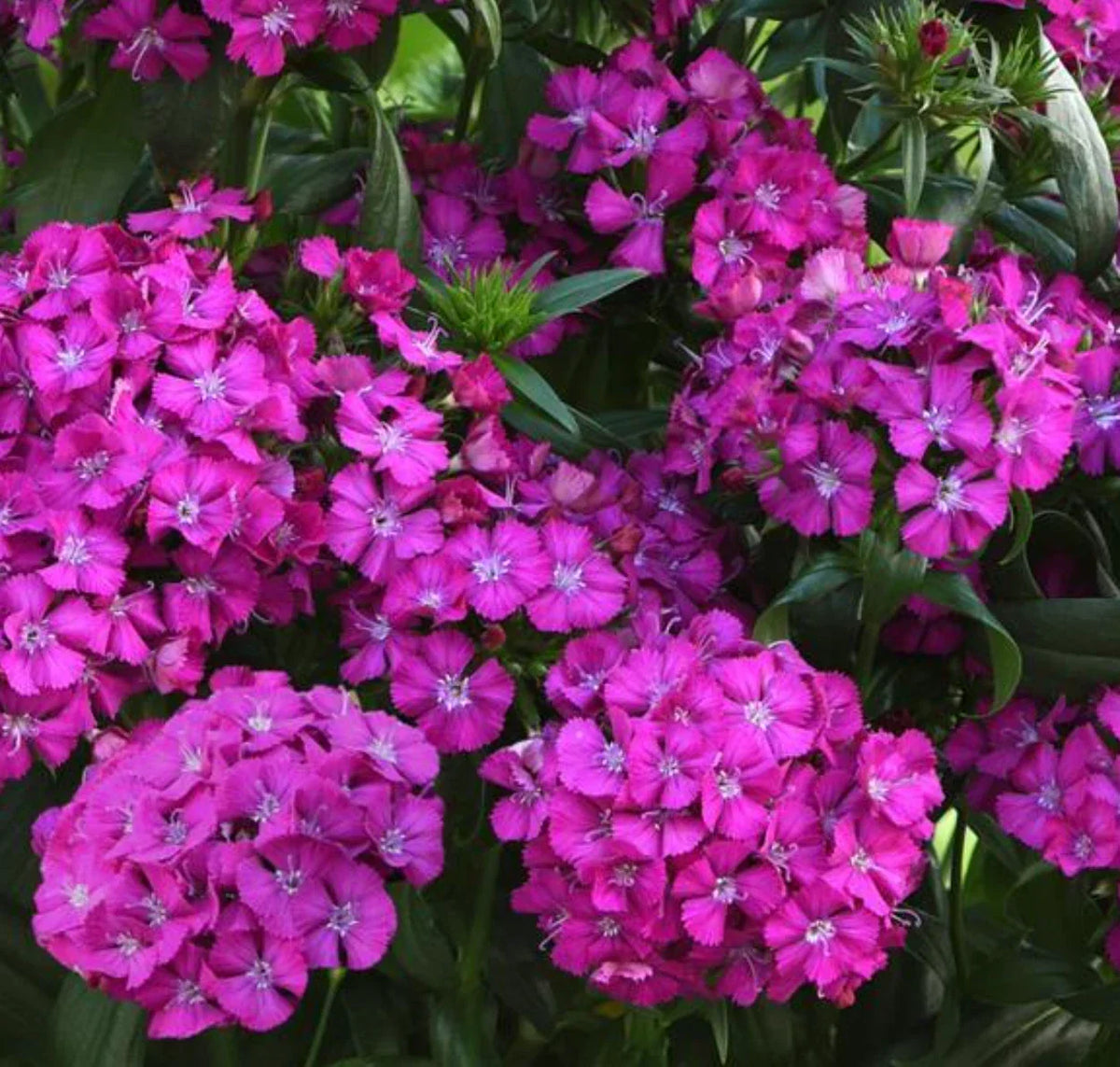 Dianthus Jolt Purple Starter Plants - 10 Baby Plugs, Colorful Blooms, Hardy Zone 7a-11, Interspecific Dianthus spp.