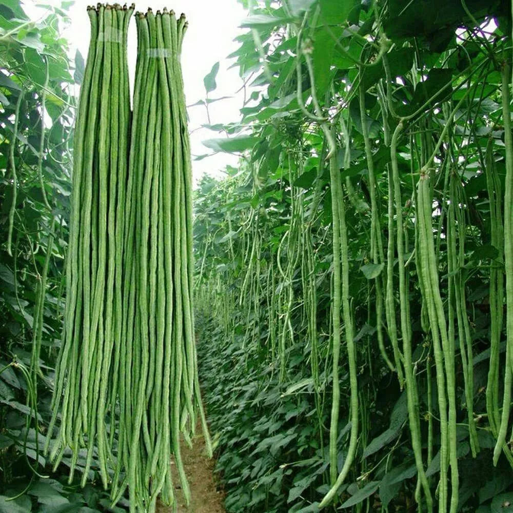 Yard Long Bean Seeds 50g - Asian Vegetable Vigna unguiculata subsp. sesquipedalis - Fresh from Iowa - Climbing Vine for Garden