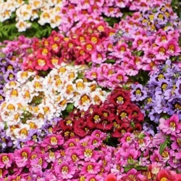 Butterfly Flower Seeds - Angel Wings Mix (30 Seeds) - Colorful Pollinator Plants, Asclepias tuberosa, Perennial Varieties