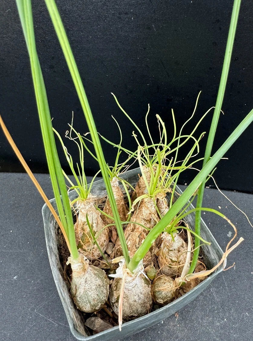 Albuca Succulent Plant - 2.5" Rooted Variety - Unique Ornithogalum Indoor Decor - Albuca spp.