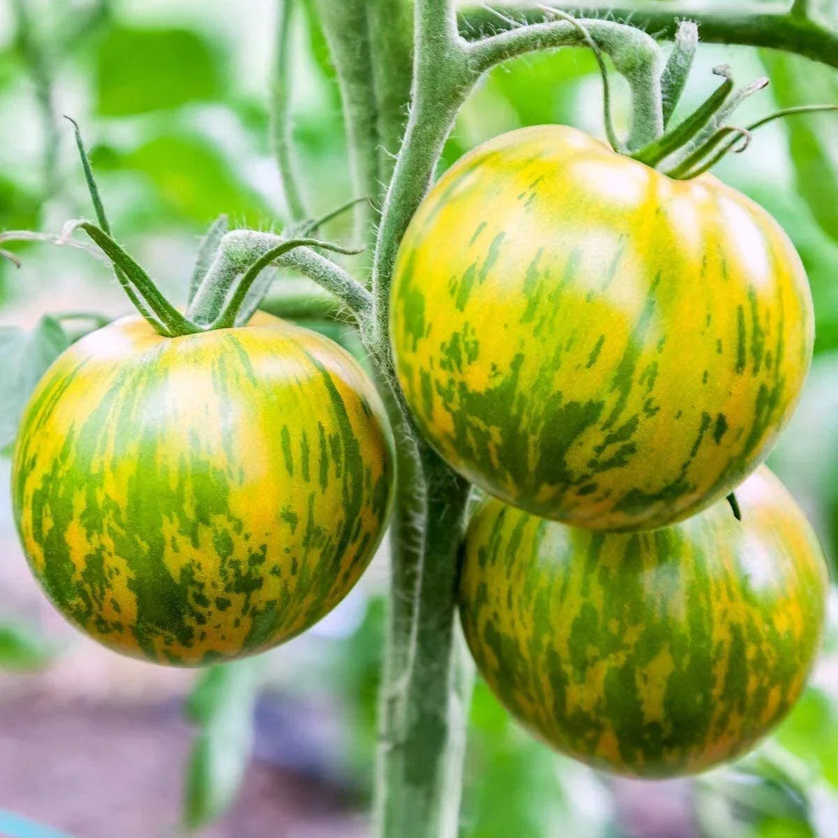 Green Zebra Tomato Seeds, 30 Count, Non-GMO Heirloom, Solanum lycopersicum, Unique Striped Variety for Home Gardening