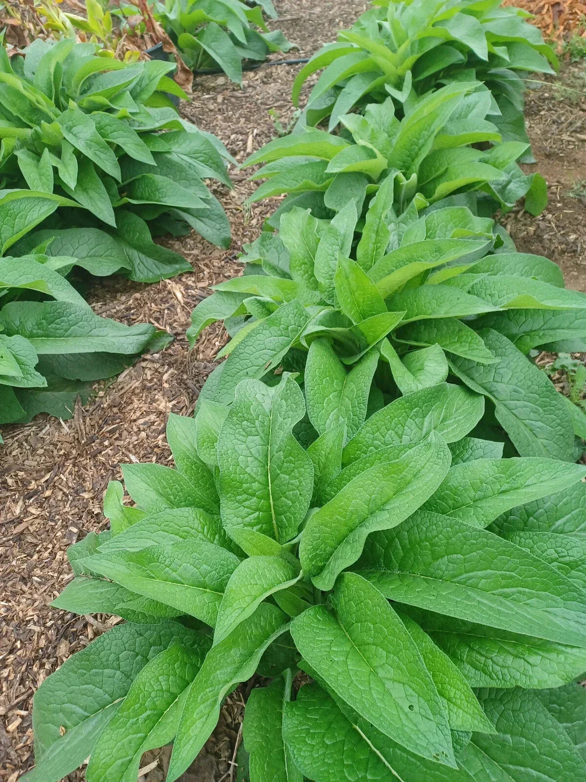 Live Root Cuttings 10 Pack Bocking 14 Russian Comfrey Rhizomes Symphytum × uplandicum for Garden & Medicinal Use