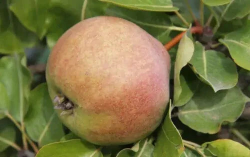Catillac Pear Seeds - 25+ Pack - Pyrus calleryana - USA Grown - Ideal for Garden Planting and Landscaping