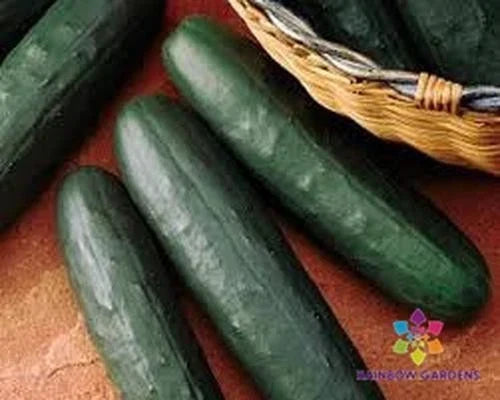 Thunder Cucumber Seeds - 25+ Pack, Non-GMO, Cucumis sativus, USA Grown, Ideal for Home Gardens