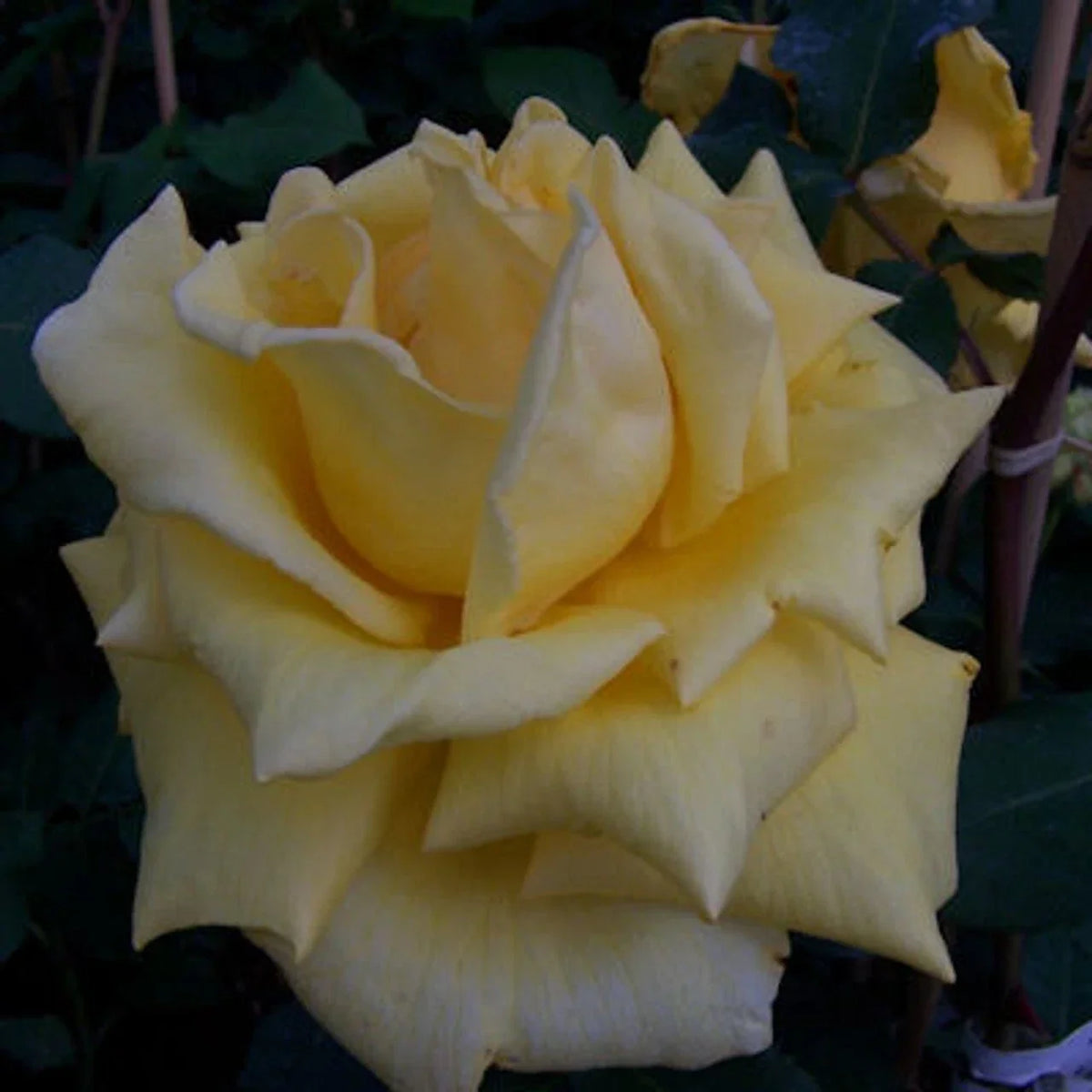 Climbing Rose Plant 2-Year-Old Royal Gold Everblooming Yellow Rosa 'Royal Gold' - Vibrant Fragrant Garden Climber