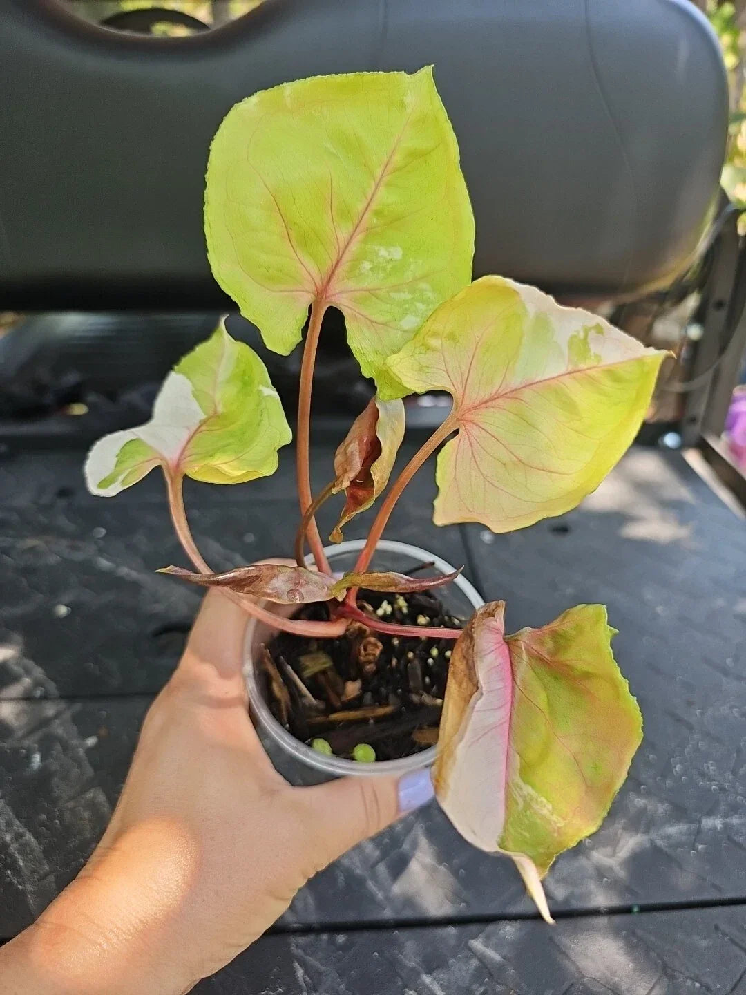 Large Syngonium Strawberry Ice Plant - 3.5" Pot - Indoor Houseplant - Syngonium podophyllum 'Strawberry Ice' - Air Purifying