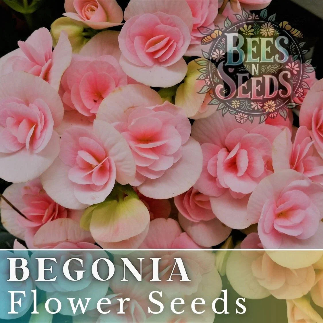 Tender Bloom Begonia Seeds - Non-GMO Flower Seeds - 45 or 125 Seeds - Begonia x tuberhybrida - Vibrant Blooms for Garden