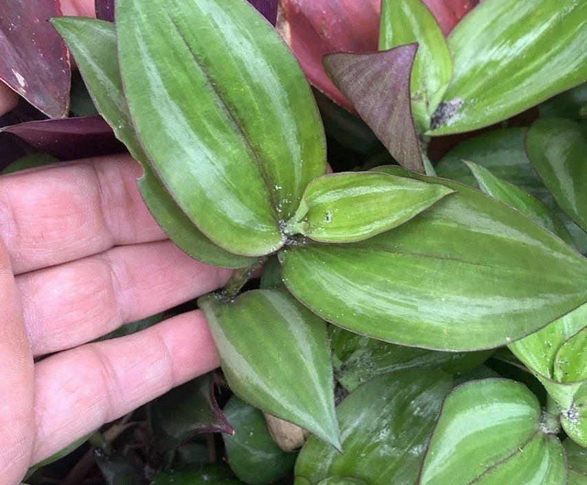 Wandering Jew Plant Cuttings - 20 Fresh Green Cuttings - Tradescantia zebrina - Easy to Propagate Indoor Plant
