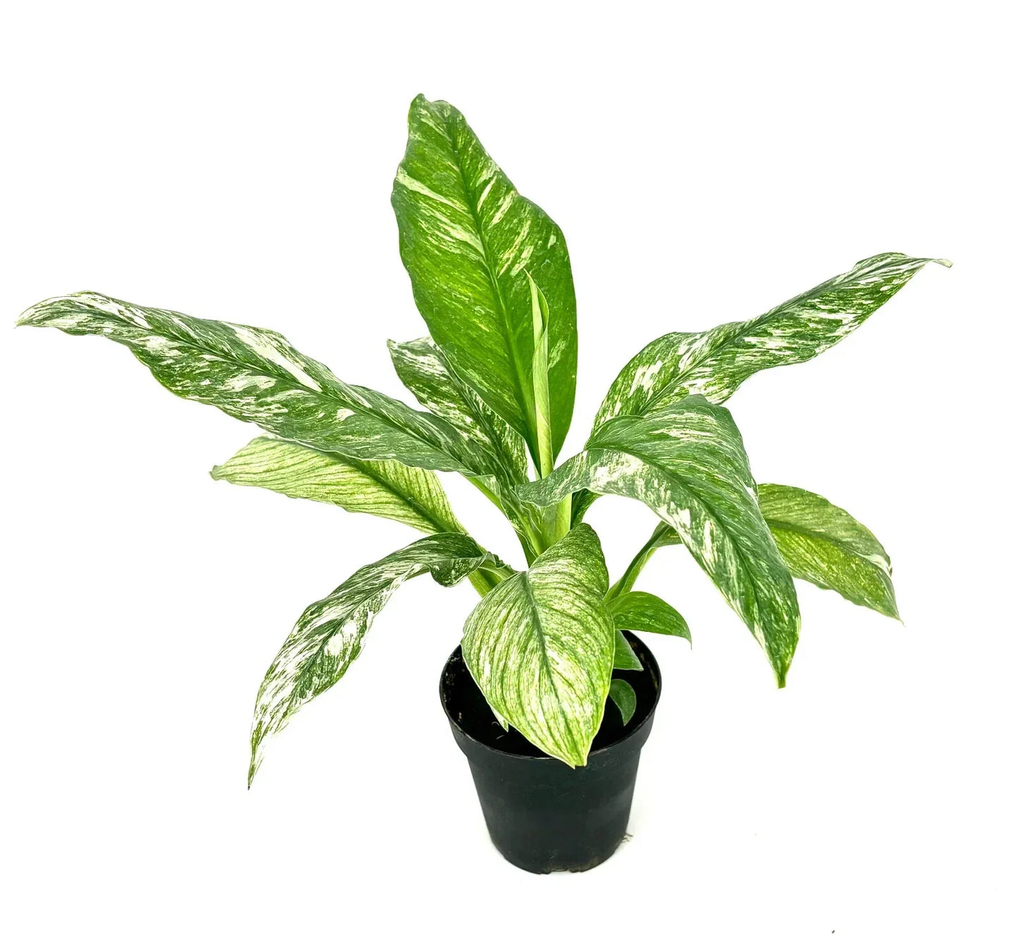 Variegated Peace Lily Plant 3.5" Pot Air Purifying Houseplant Spathiphyllum spp. Non-Toxic to Pets Indoor Decor