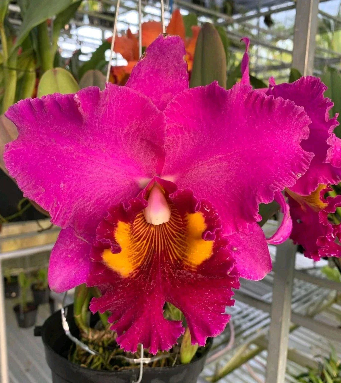 Cattleya Orchid Plant 4.5" Pot Blc Chia Lin Ruby Red Near Blooming Size Exotic Flowering Tropical Houseplant