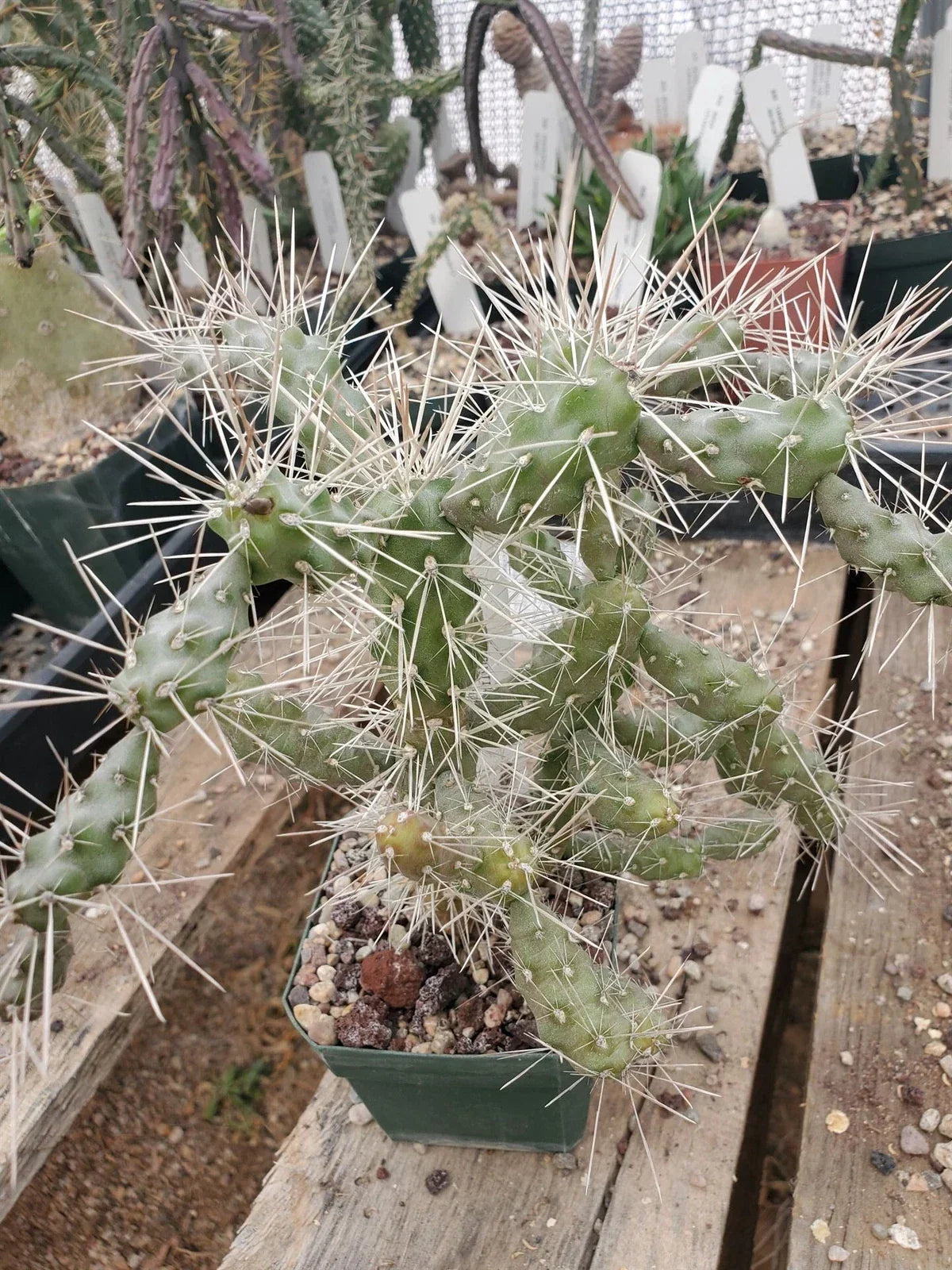 Cylindropuntia fulgida Cactus - 4-Inch Potted Coastal Cholla Succulent - Drought Tolerant Desert Plant - Cactaceae