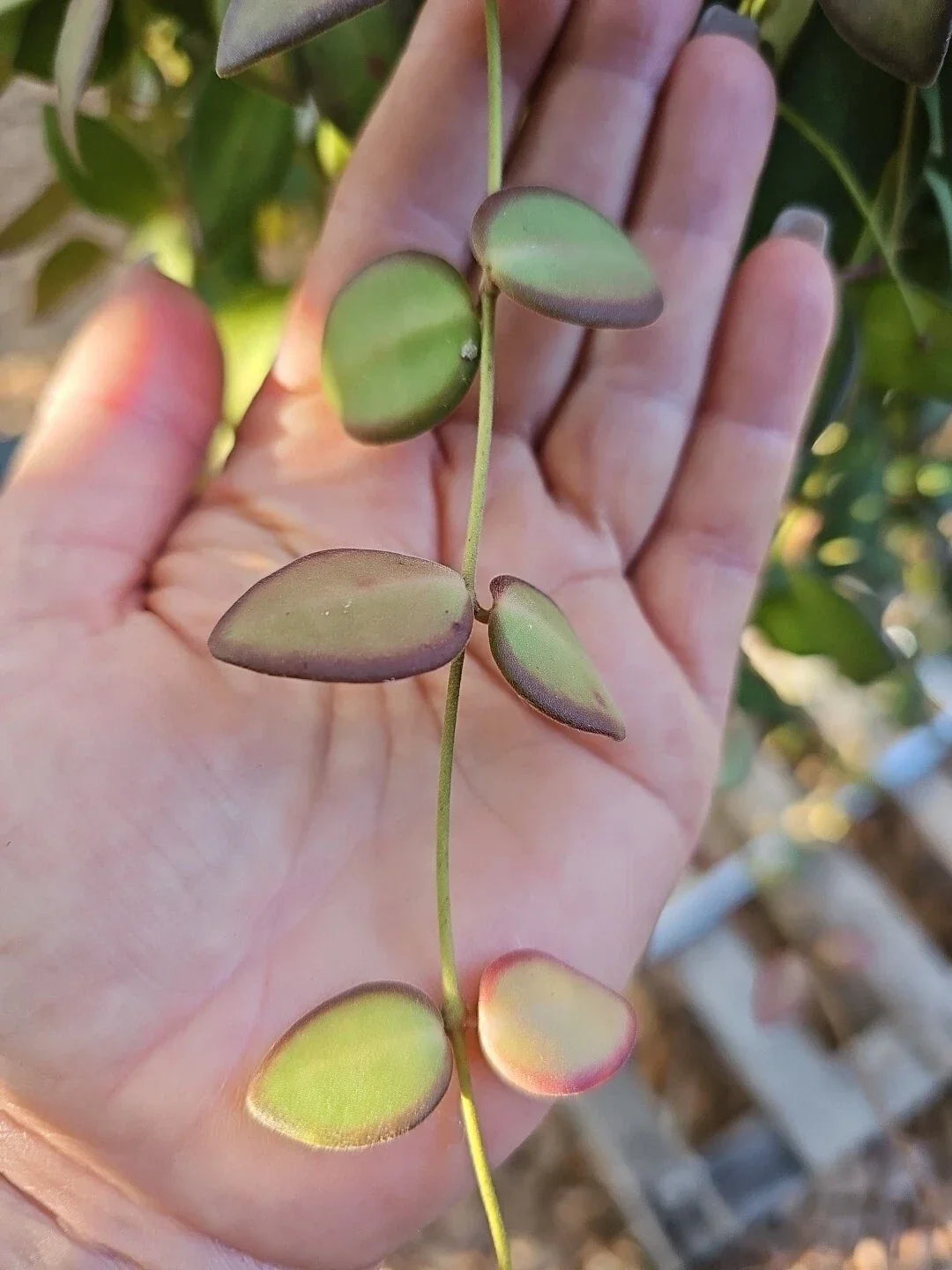 Hoya Cutting - Unrooted 3 Node Bilobata Wax Plant - Hoya burtoniae - Indoor Houseplant for Propagation and Decor