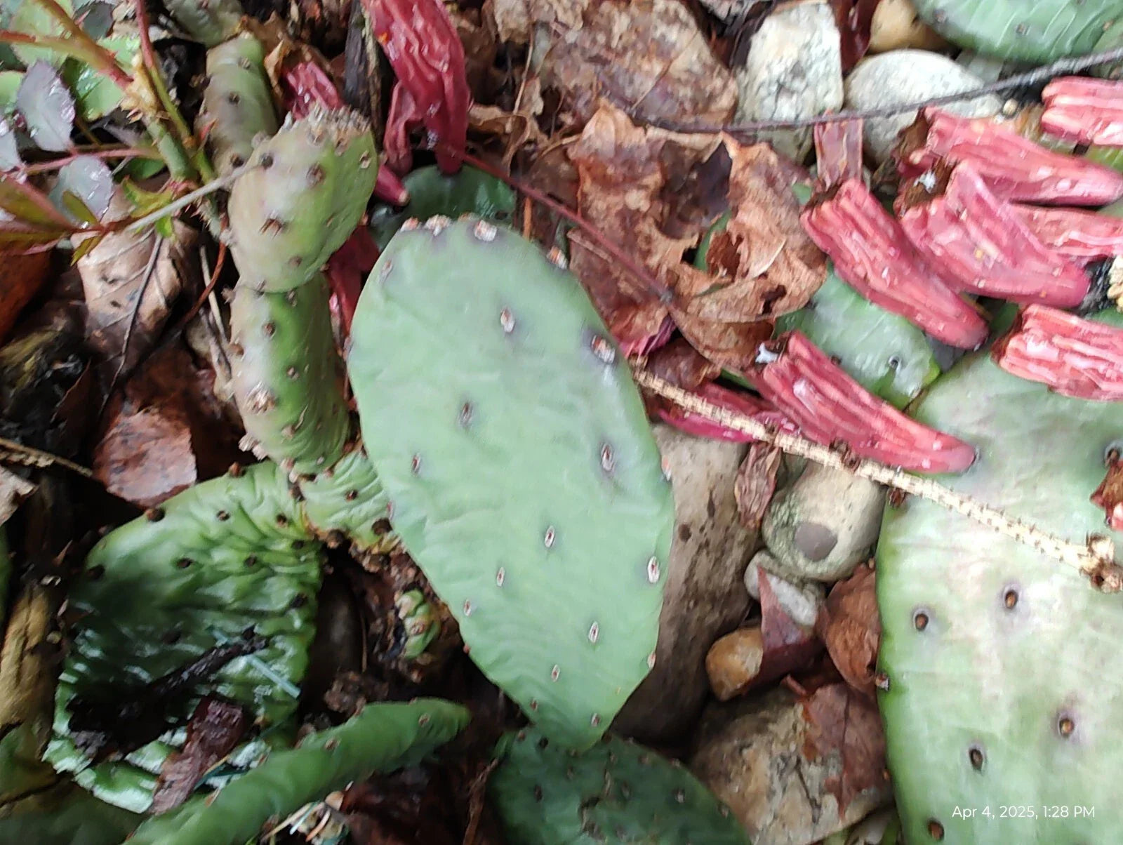 Mixed Lot Creeping Sedum Cuttings 30 Pcs & 4 Cactus Perennial Live Cuttings - Sedum spp. & Cactaceae for Garden and Landscaping