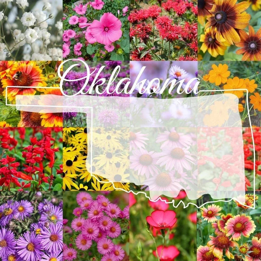 Bulk Wildflower Seed Mix 1 lb - Eastern Oklahoma Variety - Non-GMO Native Wildflowers for Garden - Various Species
