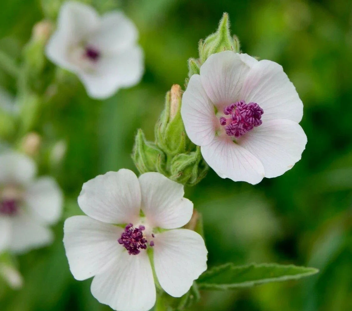 Marshmallow Seeds 50+ Pack Organic Non-GMO Althaea Officinalis Perennial Herb for Garden