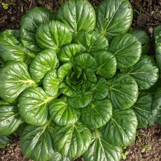 Tatsoi Mustard Green Seeds - Asian Greens Variety - Brassica rapa subsp. niposin - Non-GMO for 2025 Planting - 200 Seeds