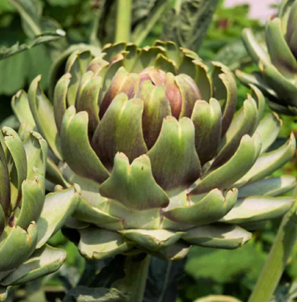 White Cardoon Seeds | Heirloom Non-GMO | Culinary & Ornamental | Cynara cardunculus