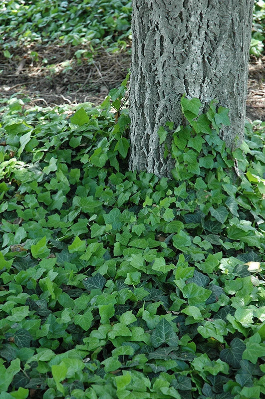 Baltic Ivy Sub Zero Rooted Cuttings - Climbing Vine Ground Cover - Hedera helix 'Baltic' - Hardy for Cold Climates - 3 Pack