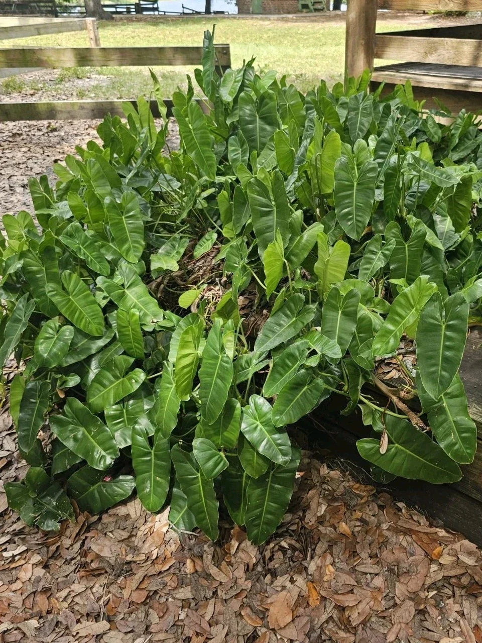 Philodendron Cutting with Roots - Burle Marx Variety - Ideal for Indoor & Outdoor Growth - Philodendron 'Burle Marx'