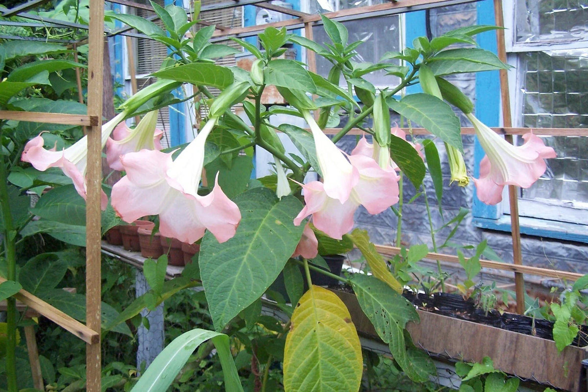 Pink Angel Trumpet Cuttings - 4 Stem Set - Brugmansia suaveolens - Fragrant Flowering Plant for Easy Propagation & Tropical Gardens