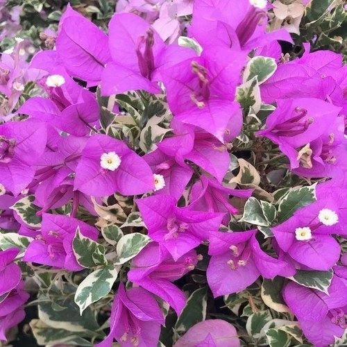 Bougainvillea Starter Plant - 4-Inch Blueberry Ice Variegated - Bougainvillea glabra - Unique Foliage & Vibrant Blooms