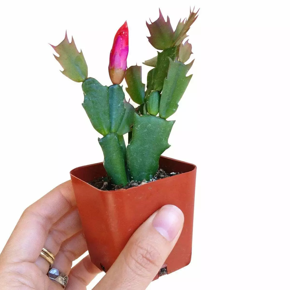 Christmas Cactus 2 Inch Plant - Thanksgiving & Easter Cactus - Schlumbergera spp. - Indoor Decor & Gift Plant