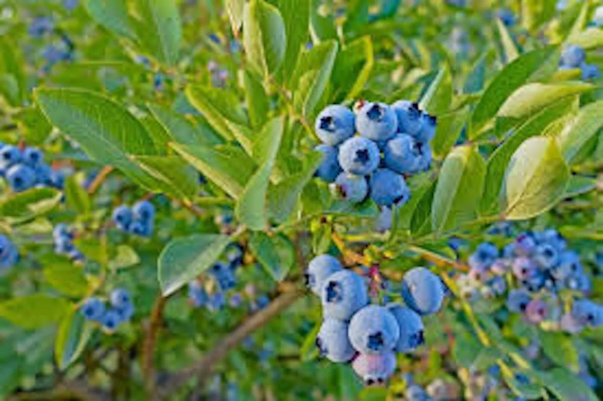 Dwarf Blueberry Plant 4-6 inches Top Hat Vaccinium angustifolium Edible Fruit for Container Gardening