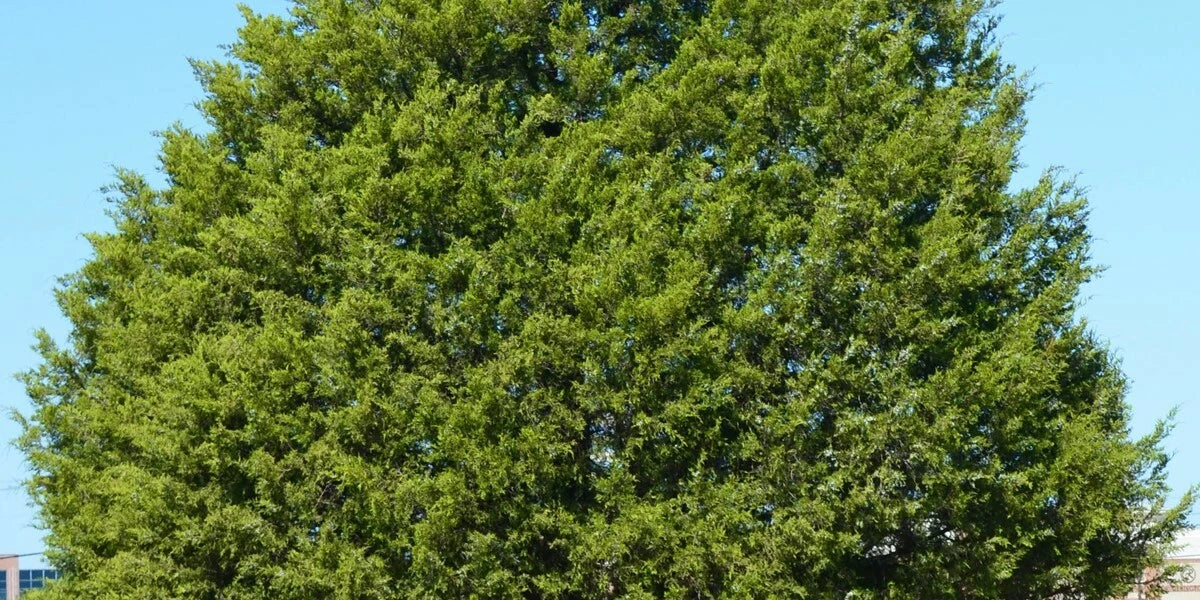 Eastern Red Cedar Tree Plant 12-18 Inch Bare Root Juniperus virginiana | Hardy Zones 5-9 | Native Missouri Evergreen